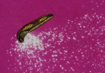 caterpillar acid spraying plant defense latex poinsettia insect predation caterpillar acid spraying plant defense latex poinsettia insect predation